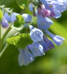 Virginia Bluebells...a native wildflower.