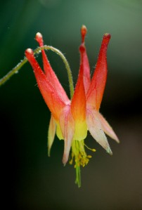 Columbine- A native wildflower.