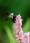 Bumblebee on Swamp Smartweed